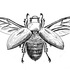 Escarabajos de Sonora. icon