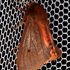 Moths of Green Creek, Sandusky County, OH icon