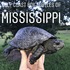 Gulf Coast Box Turtles of Mississippi icon