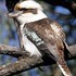 Australian observation compilation - Birds icon