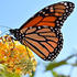 RBG Butterfly Count icon