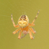 Arachnides d&#39;Ille-et-Vilaine icon