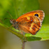 Butterflies and Moths of Hampshire (UK) icon