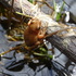 Amphibians of MIddlesex County icon
