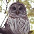 San Antonio Urban Owls icon
