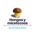 Hongos y Micetozoos de El Salvador icon