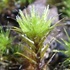 Mosses, Liverworts &amp; Hornworts of South Australia icon