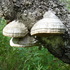 Fungi in Kirov icon