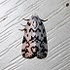 Moth Biodiversity of Lawrence Co, Alabama icon