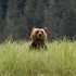Great Bear Rainforest icon