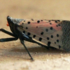 Spotted lanternfly icon