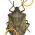 Brown Marmorated Stink Bug icon
