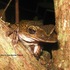Anfibios y Reptiles de la Península de Yucatán icon