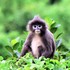 Phayre&#39;s Langur Conservation Initiative in Bangladesh icon