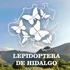 Lepidoptera de Hidalgo icon