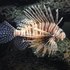 Lion Fish Guts Barcoded icon