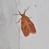 Erebidae of Europe (moths) icon