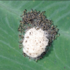 Spodoptera frugiperda (fall armyworm) icon