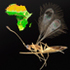 African Wasps, Bees and Ants (Hymenoptera) icon