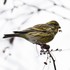 Observations d&#39;oiseaux menacés en Ille-et-Vilaine icon
