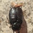 Observations d&#39;insectes menacés en Ille-et-Vilaine icon