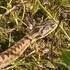 Observations de reptiles menacés en Ille-et-Vilaine icon