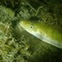 Observations de poissons, raies et requins menacés en Ille-et-Vilaine icon