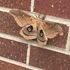 Nebraska Lepidoptera icon