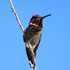 Birds of Joshua Tree National Park icon