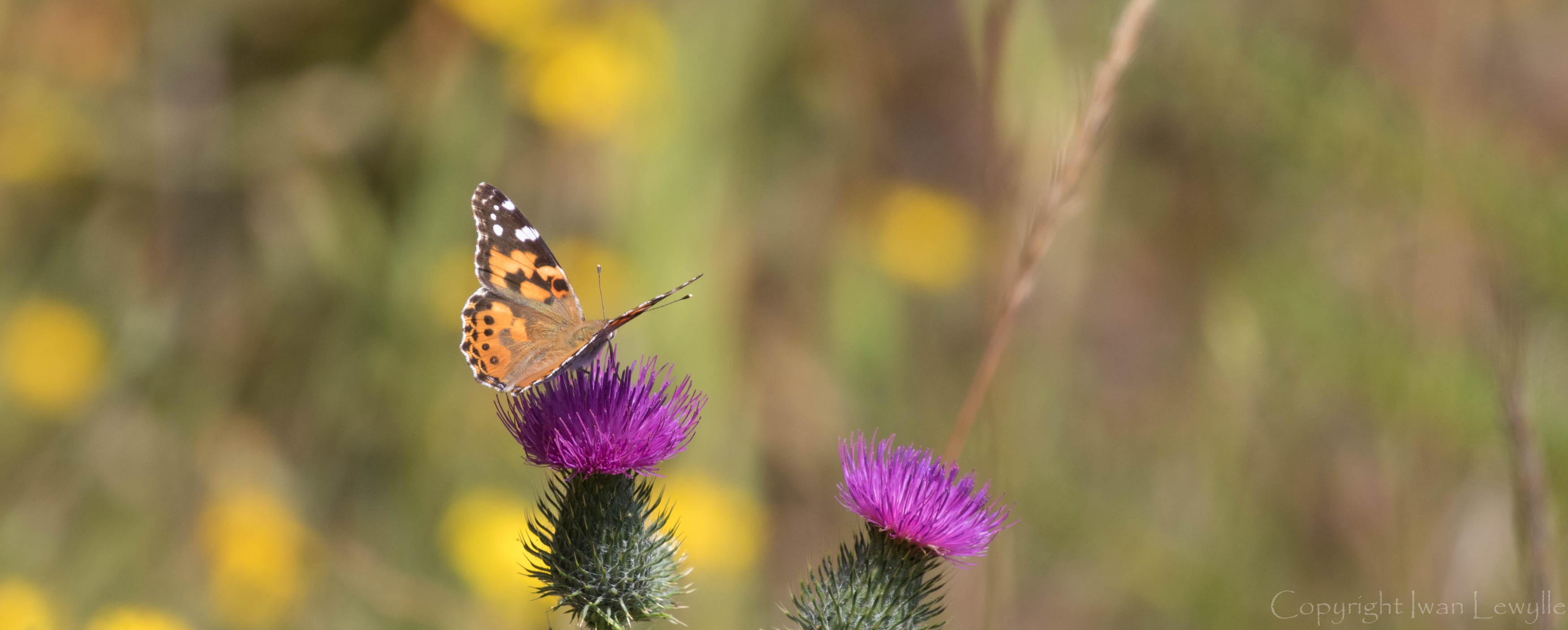 Butterflies of Vancouver Island · iNaturalist Canada