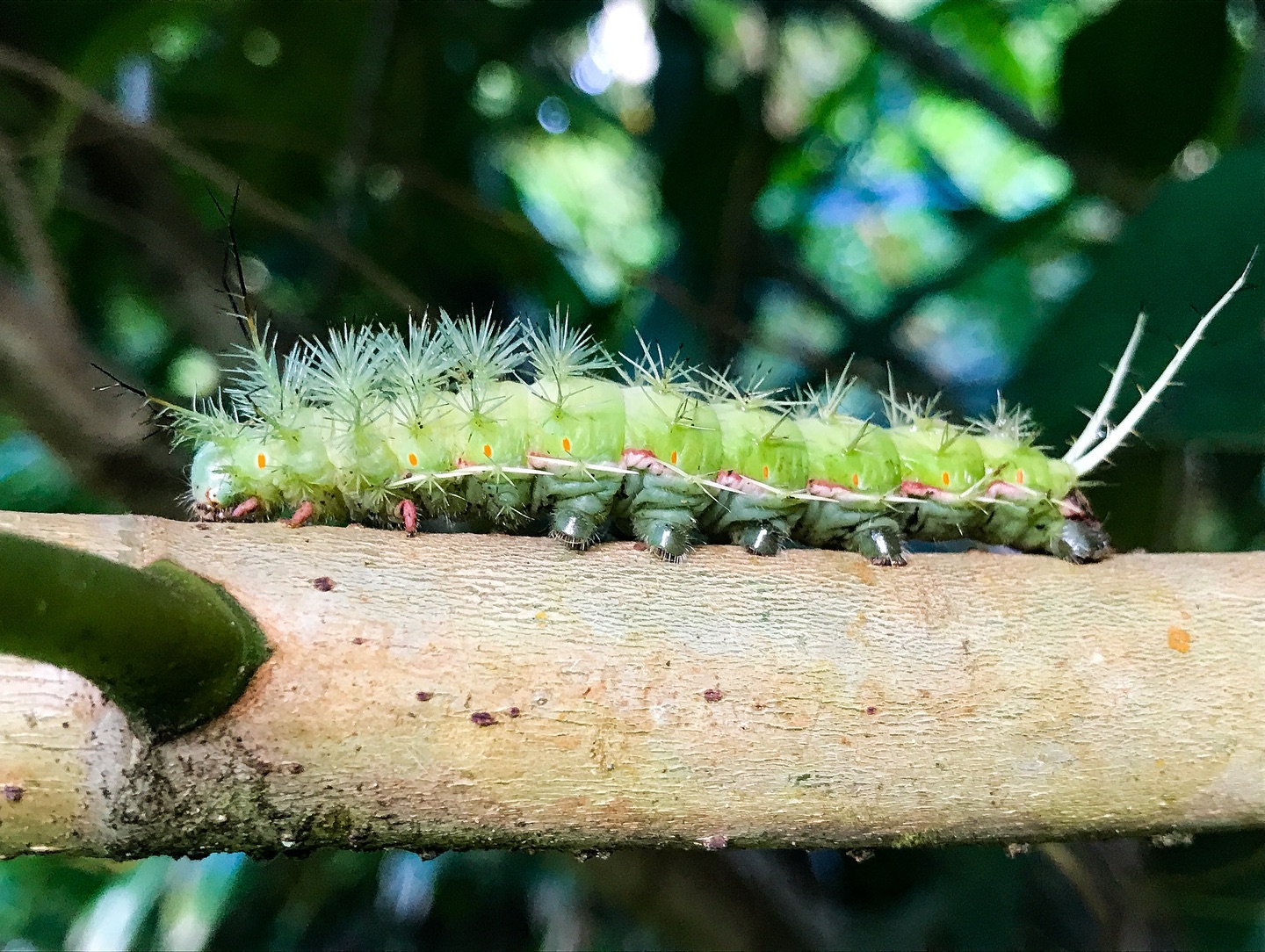 Nature of Bocas del Toro Province · iNaturalist