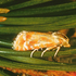 Rhyacionia buoliana (European pine shoot moth) icon