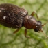 Cortinicara gibbosa (minute brown scavenger beetle) icon