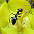 Ants of Botswana icon