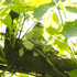 Cerulean Warbler nest trees icon