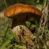 Грибы Брянской области | Bryansk Oblast Fungi icon