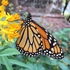 Butterflies of New York County (Manhattan) icon