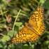 Biodiversity of the Urban Butterfly Initiative Butterfly Hotspots icon