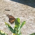 Cherokee County NC Monarchs icon