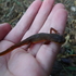 salamanders and newts of louisiana icon