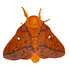 The Moth Project Montevallo 9-11-19 icon