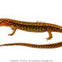 Herps of WLU Campus Woods icon