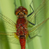 Prince Edward Island Odonata icon
