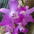 Orquídeas ornamentales en el Valle de Mexico 🇲🇽 icon