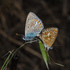Borboletas e mariposas do Parque Natural da Arrábida icon