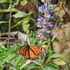 Monitoreo  de la Mariposa monarca Guanajuato 2019-2020 icon