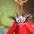 Amazing Passion Flowers icon