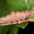 Adams County Caterpillar Expedition 19&#39; icon