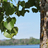Petrie Island Tree Inventory icon