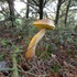 Aureoboletus projectellus spread in Europe icon